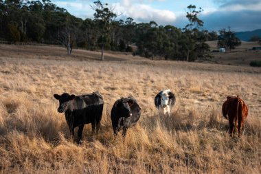 Avustralya 'da sürdürülebilir yenilenebilir tarım çiftliği, Avustralya' da sığır çobanı sürüsü, Avustralya yazında Siyah Angus İnekleri otluyor