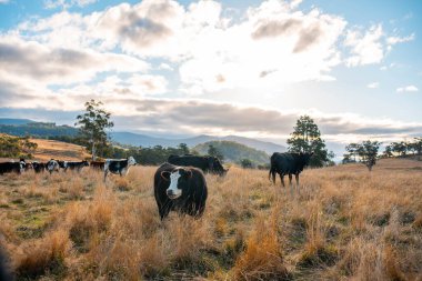 Avustralya 'da sürdürülebilir yenilenebilir tarım çiftliği, Avustralya' da sığır çobanı sürüsü, Avustralya yazında Siyah Angus İnekleri otluyor