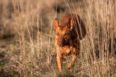Avusturalyalı kelpie köpeği otlakta ve ineklerle