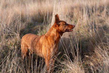 Avusturalyalı kelpie köpeği otlakta ve ineklerle