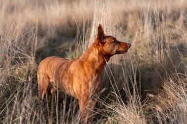 Avusturalyalı kelpie köpeği otlakta ve ineklerle