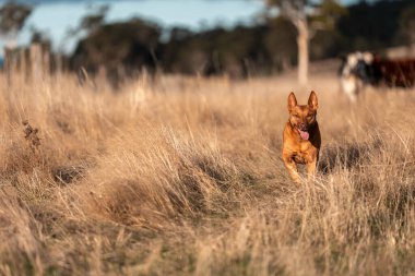 Avusturalyalı kelpie köpeği otlakta ve ineklerle