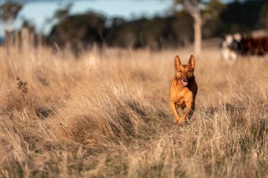 Avusturalyalı kelpie köpeği otlakta ve ineklerle