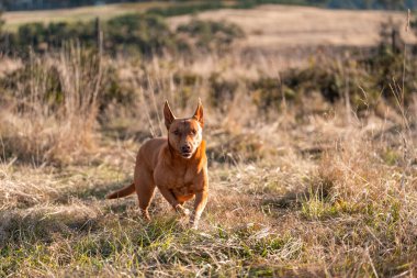 Avusturalyalı kelpie köpeği otlakta ve ineklerle