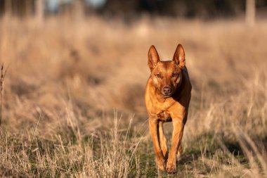 Avusturalyalı kelpie köpeği otlakta ve ineklerle