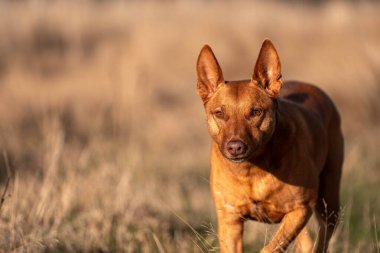 Avusturalyalı kelpie köpeği otlakta ve ineklerle
