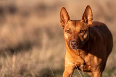 Avusturalyalı kelpie köpeği otlakta ve ineklerle