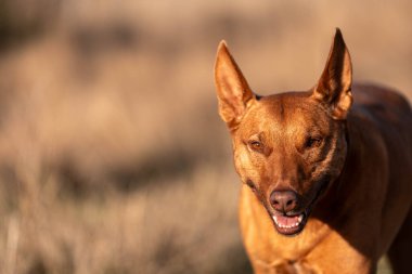 Avusturalyalı kelpie köpeği otlakta ve ineklerle