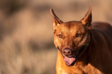 Avusturalyalı kelpie köpeği otlakta ve ineklerle