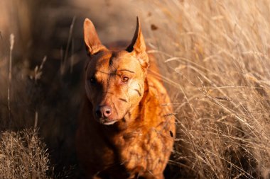 Avusturalyalı kelpie köpeği otlakta ve ineklerle