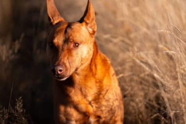 Avusturalyalı kelpie köpeği otlakta ve ineklerle