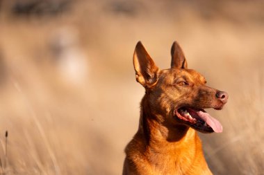 Avusturalyalı kelpie köpeği otlakta ve ineklerle