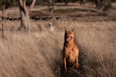 Avusturalyalı kelpie köpeği otlakta ve ineklerle
