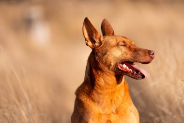 Avusturalyalı kelpie köpeği otlakta ve ineklerle