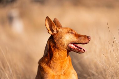 Avusturalyalı kelpie köpeği otlakta ve ineklerle