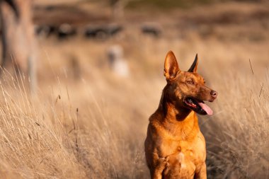 Avusturalyalı kelpie köpeği otlakta ve ineklerle