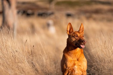 Avusturalyalı kelpie köpeği otlakta ve ineklerle