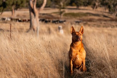 Avusturalyalı kelpie köpeği otlakta ve ineklerle