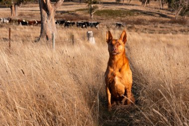 Avusturalyalı kelpie köpeği otlakta ve ineklerle