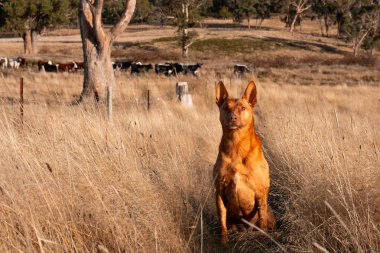 Avusturalyalı kelpie köpeği otlakta ve ineklerle
