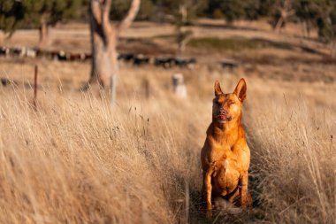 Avusturalyalı kelpie köpeği otlakta ve ineklerle