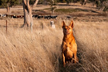 Avusturalyalı kelpie köpeği otlakta ve ineklerle