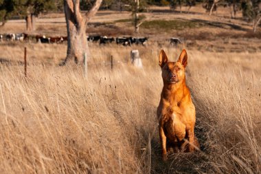 Avusturalyalı kelpie köpeği otlakta ve ineklerle