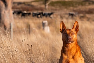 Avusturalyalı kelpie köpeği otlakta ve ineklerle
