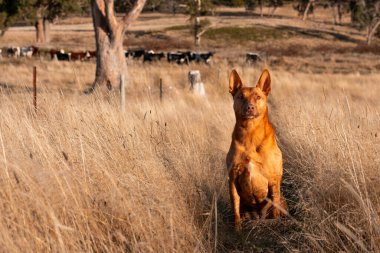 Avusturalyalı kelpie köpeği otlakta ve ineklerle