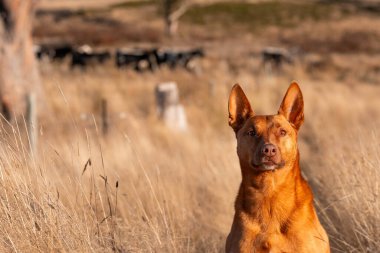 Avusturalyalı kelpie köpeği otlakta ve ineklerle