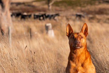 Avusturalyalı kelpie köpeği otlakta ve ineklerle