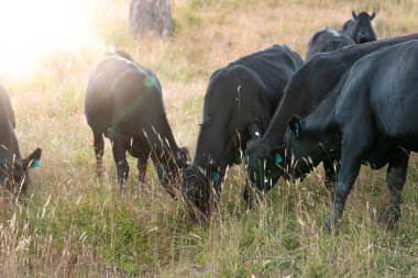 Avustralya 'da sürdürülebilir yenilenebilir tarım çiftliği, Avustralya' da sığır çobanı sürüsü, Avustralya yazında Siyah Angus İnekleri otluyor
