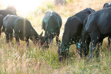 Avustralya 'da sürdürülebilir yenilenebilir tarım çiftliği, Avustralya' da sığır çobanı sürüsü, Avustralya yazında Siyah Angus İnekleri otluyor