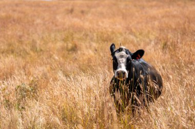 Avustralya 'da sürdürülebilir yenilenebilir tarım çiftliği, Avustralya' da sığır çobanı sürüsü, Avustralya yazında Siyah Angus İnekleri otluyor