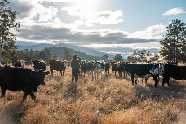 Güneşli bir Avustralya otlağında Sığır Fotoğrafları Çeken İki Kadın. Tarım Turizmi, Modern Çiftlik Ziyaretleri ve Kırsal Hayatı Belgelemede Teknolojinin Kullanımı