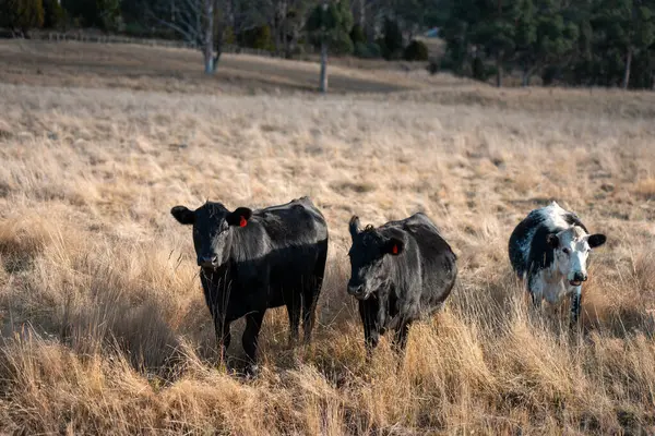 Avustralya 'da sürdürülebilir yenilenebilir tarım çiftliği, Avustralya' da sığır çobanı sürüsü, Avustralya yazında Siyah Angus İnekleri otluyor