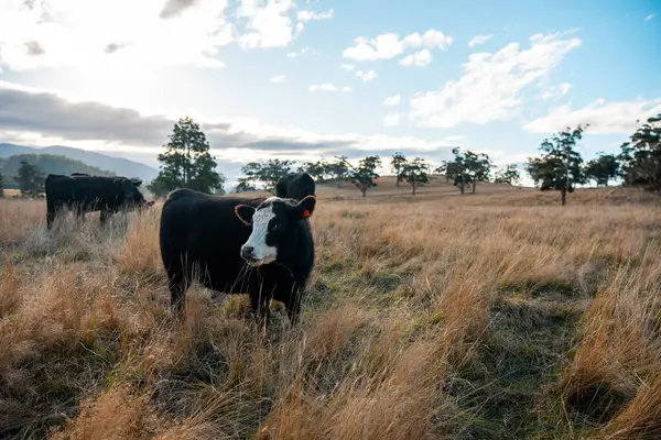 Avustralya 'da sürdürülebilir yenilenebilir tarım çiftliği, Avustralya' da sığır çobanı sürüsü, Avustralya yazında Siyah Angus İnekleri otluyor