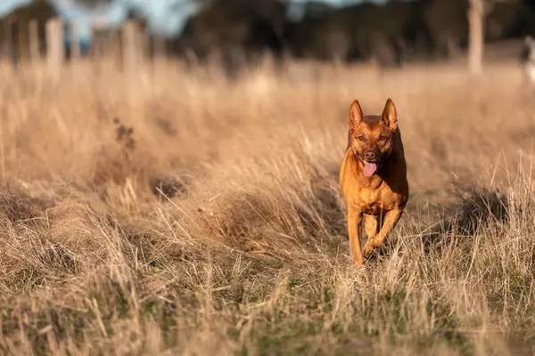 Avusturalyalı kelpie köpeği otlakta ve ineklerle