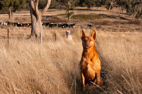 Avusturalyalı kelpie köpeği otlakta ve ineklerle