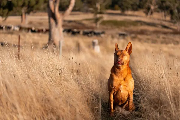 Avusturalyalı kelpie köpeği otlakta ve ineklerle