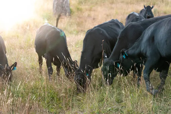 Avustralya 'da sürdürülebilir yenilenebilir tarım çiftliği, Avustralya' da sığır çobanı sürüsü, Avustralya yazında Siyah Angus İnekleri otluyor