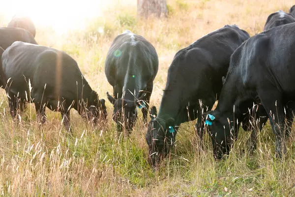 Avustralya 'da sürdürülebilir yenilenebilir tarım çiftliği, Avustralya' da sığır çobanı sürüsü, Avustralya yazında Siyah Angus İnekleri otluyor