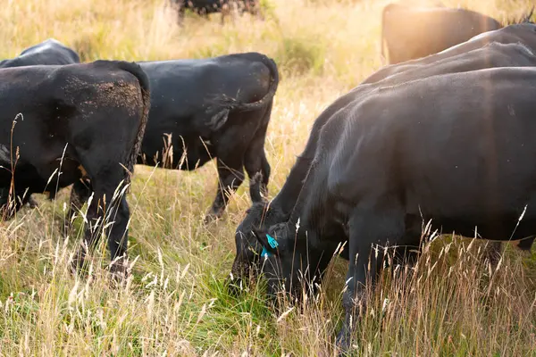 Avustralya 'da sürdürülebilir yenilenebilir tarım çiftliği, Avustralya' da sığır çobanı sürüsü, Avustralya yazında Siyah Angus İnekleri otluyor