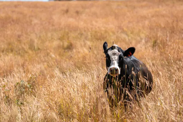 Avustralya 'da sürdürülebilir yenilenebilir tarım çiftliği, Avustralya' da sığır çobanı sürüsü, Avustralya yazında Siyah Angus İnekleri otluyor