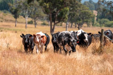Avustralya 'da sürdürülebilir yenilenebilir tarım çiftliği, Avustralya' da sığır çobanı sürüsü, Avustralya yazında Siyah Angus İnekleri otluyor