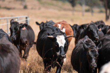 Avustralya 'da sürdürülebilir yenilenebilir tarım çiftliği, Avustralya' da sığır çobanı sürüsü, Avustralya yazında Siyah Angus İnekleri otluyor