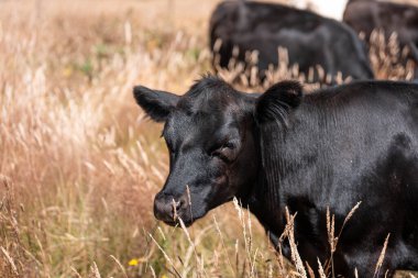 Avustralya 'da sürdürülebilir yenilenebilir tarım çiftliği, Avustralya' da sığır çobanı sürüsü, Avustralya yazında Siyah Angus İnekleri otluyor