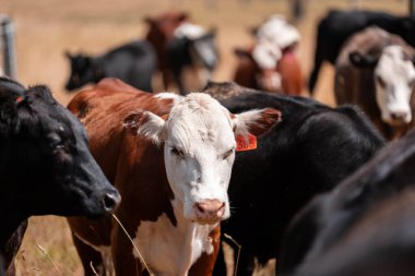 Avustralya 'da sürdürülebilir yenilenebilir tarım çiftliği, Avustralya' da sığır çobanı sürüsü, Avustralya yazında Siyah Angus İnekleri otluyor