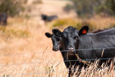 Avustralya 'da sürdürülebilir yenilenebilir tarım çiftliği, Avustralya' da sığır çobanı sürüsü, Avustralya yazında Siyah Angus İnekleri otluyor