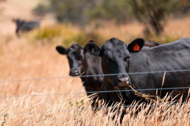 Avustralya 'da sürdürülebilir yenilenebilir tarım çiftliği, Avustralya' da sığır çobanı sürüsü, Avustralya yazında Siyah Angus İnekleri otluyor